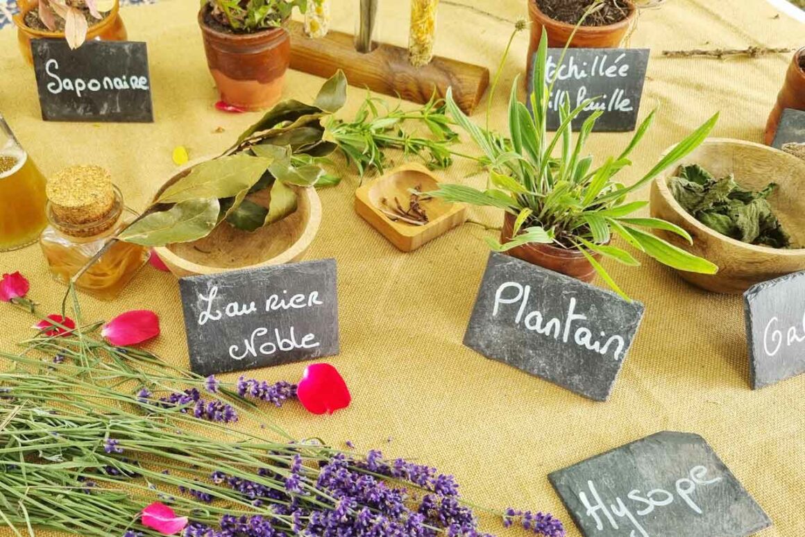 Festa medievale di Châteaudun, erbario