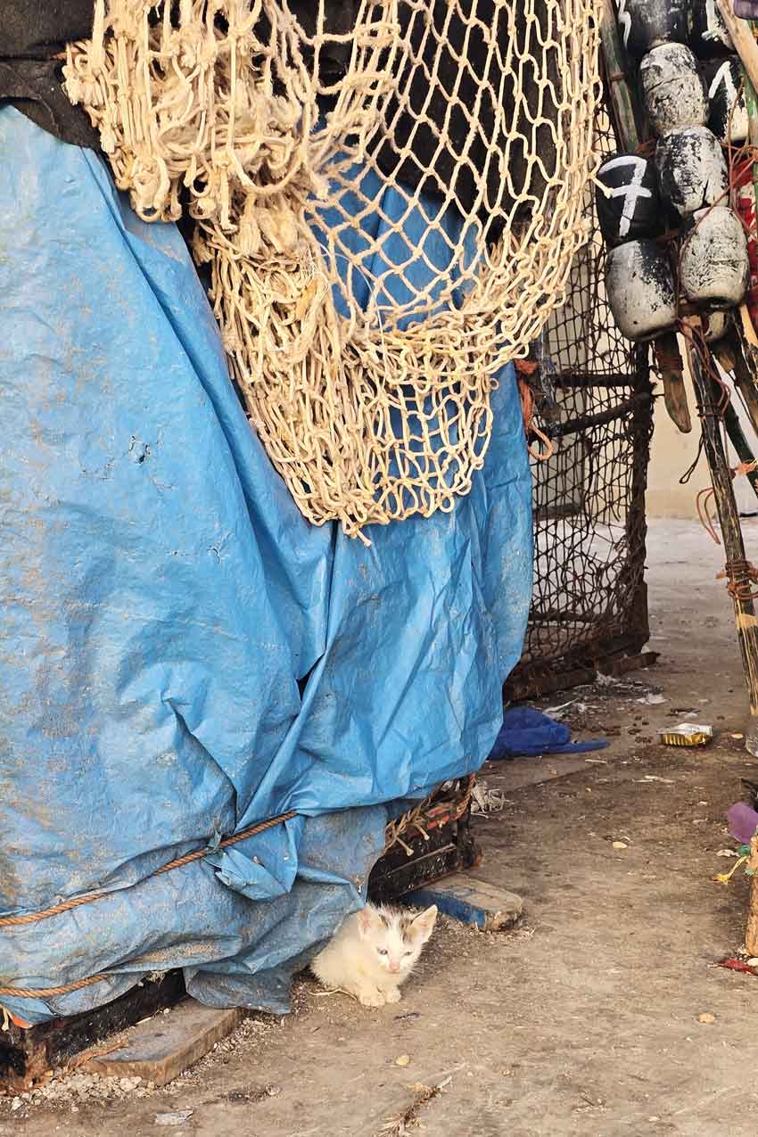 Marocco, Essaouira, Skala del porto, gattino nascosto